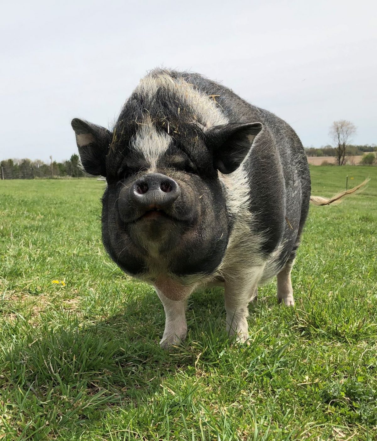 Home - Heartland Farm Sanctuary