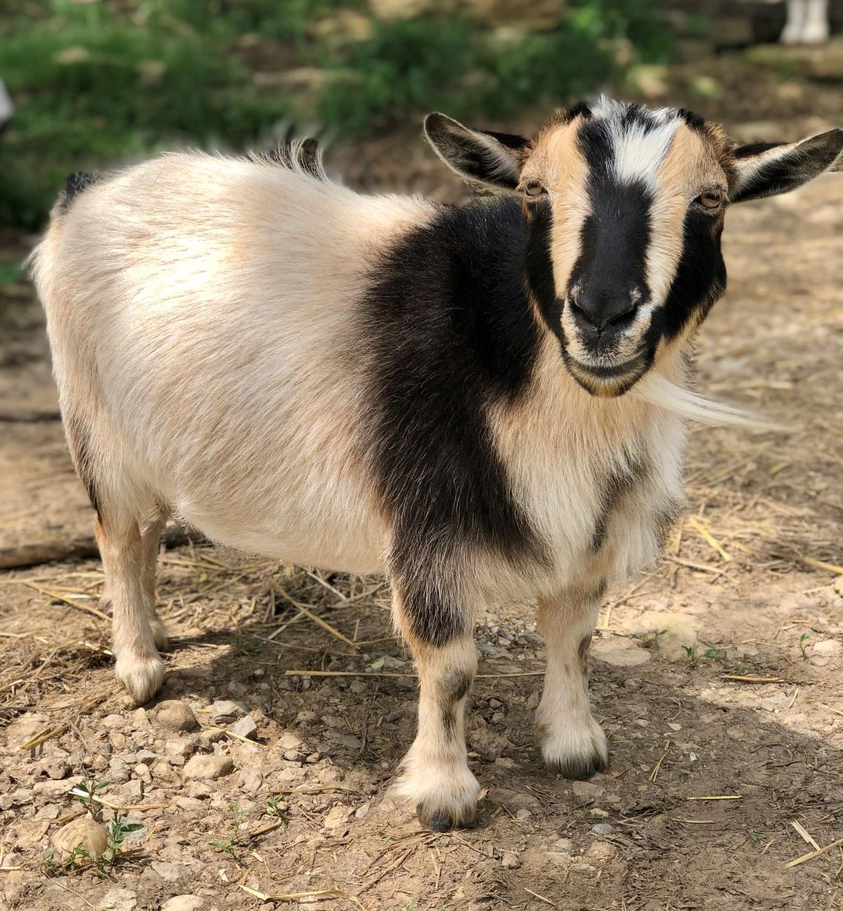 Goats  Farm Animals - Farm Sanctuary