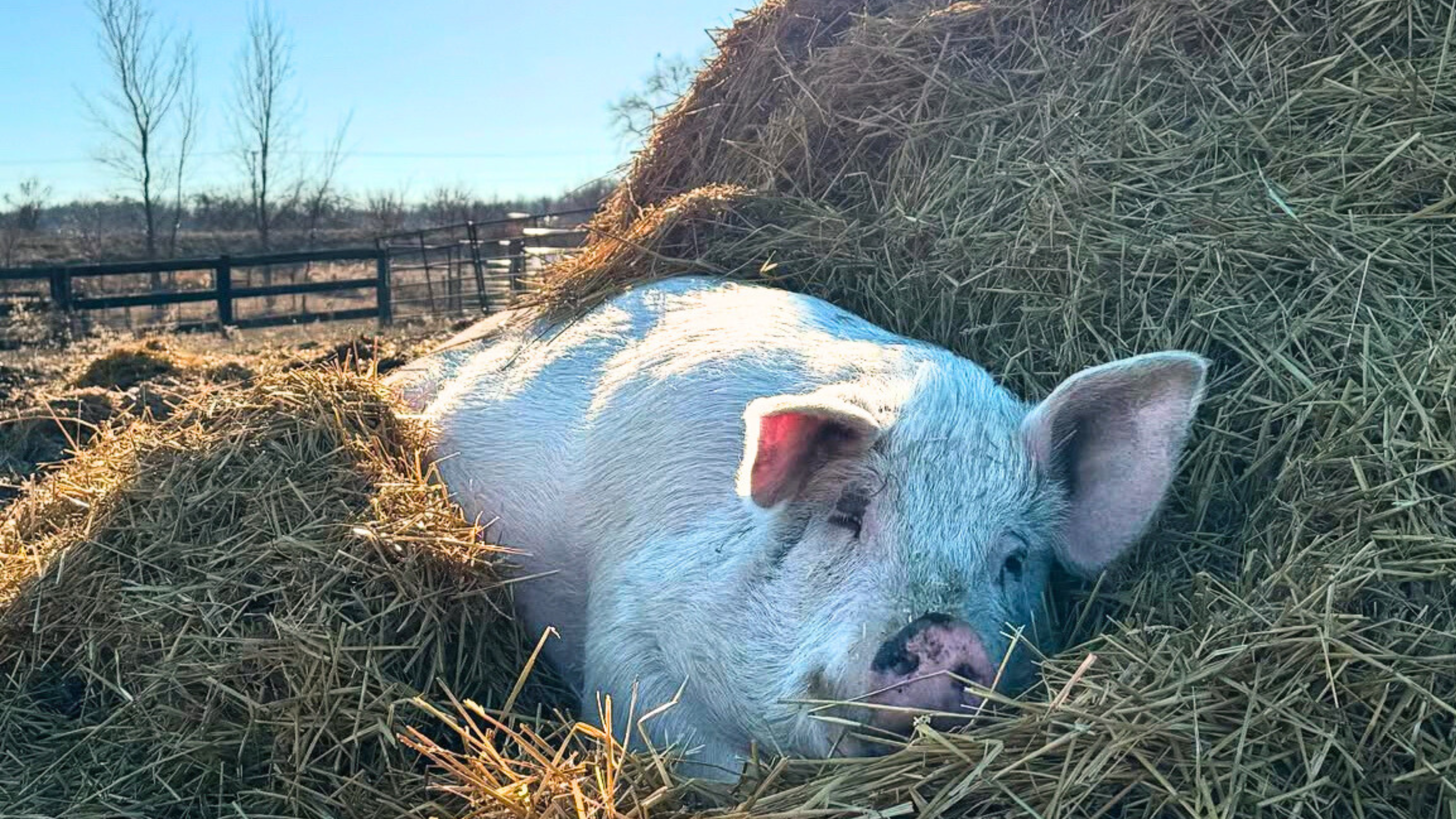 Heartland Farm Sanctuary